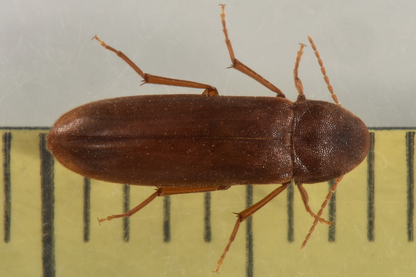 Melandryidae: Phloiotrya tenuis